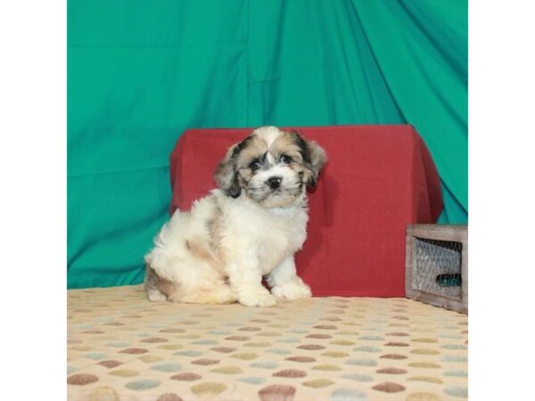 Cocker Spaniel/Poodle-DOG-Male-White / Red Merle-22448-Petland Scottsdale, Arizona