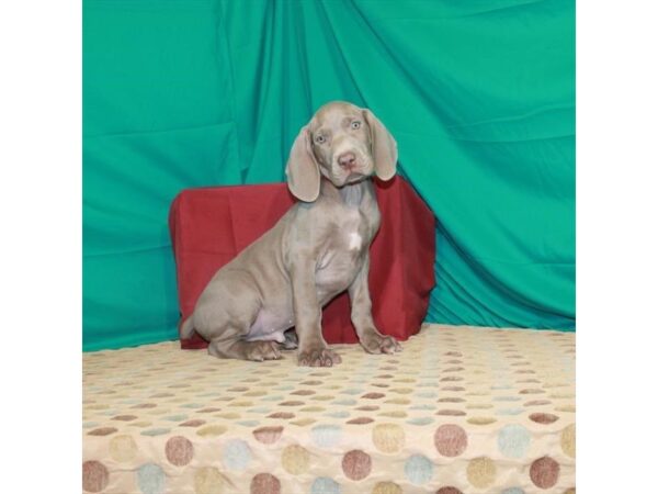 Weimaraner-DOG-Male-Silver Gray-22445-Petland Scottsdale, Arizona