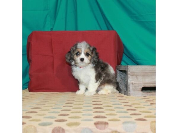 Cavalier King Charles Spaniel/Poodle-DOG-Female-Blue Merle / Tan-22446-Petland Scottsdale, Arizona