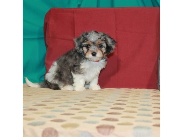 Cavalier King Charles Spaniel/Poodle-DOG-Female-Blue Merle / Tan-22447-Petland Scottsdale, Arizona