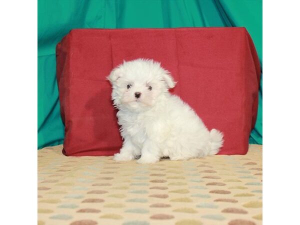 Maltese-DOG-Female-White-22440-Petland Scottsdale, Arizona