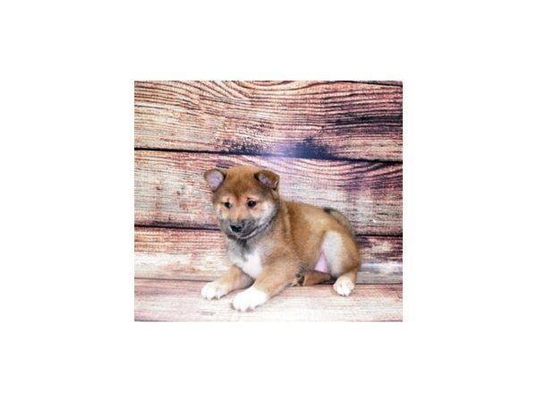 Shiba Inu-DOG-Female-Red-22455-Petland Scottsdale, Arizona