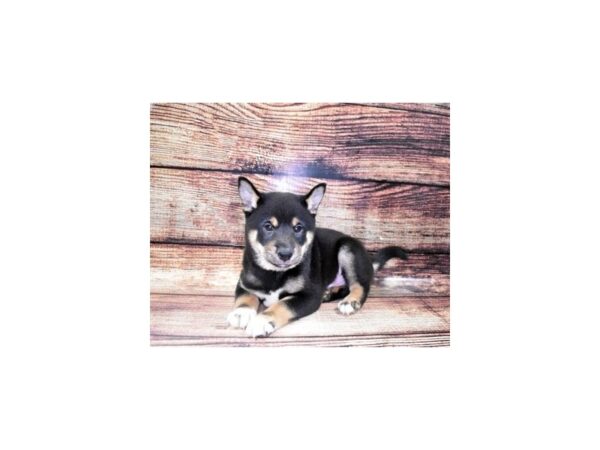 Shiba Inu-DOG-Male-Black and Tan-22456-Petland Scottsdale, Arizona