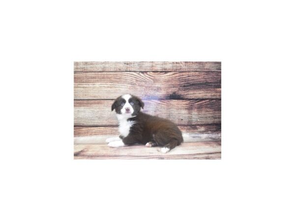 Miniature American Shepherd-DOG-Female-Red-22452-Petland Scottsdale, Arizona