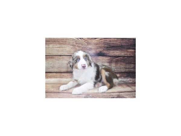 Miniature American Shepherd-DOG-Male-Red Merle-22453-Petland Scottsdale, Arizona