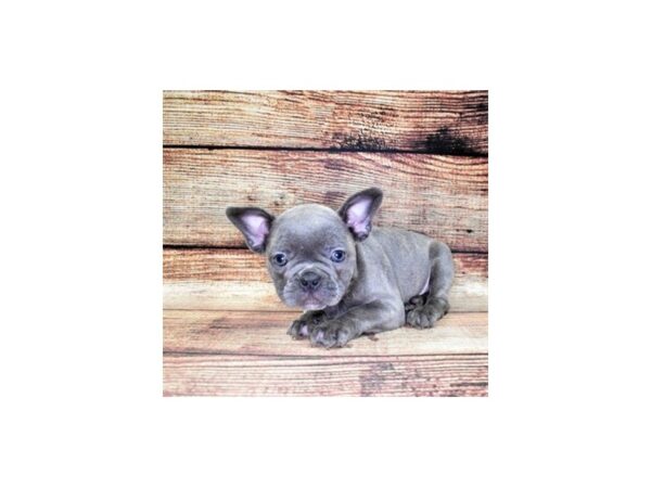 French Bulldog-DOG-Male-Blue-22459-Petland Scottsdale, Arizona