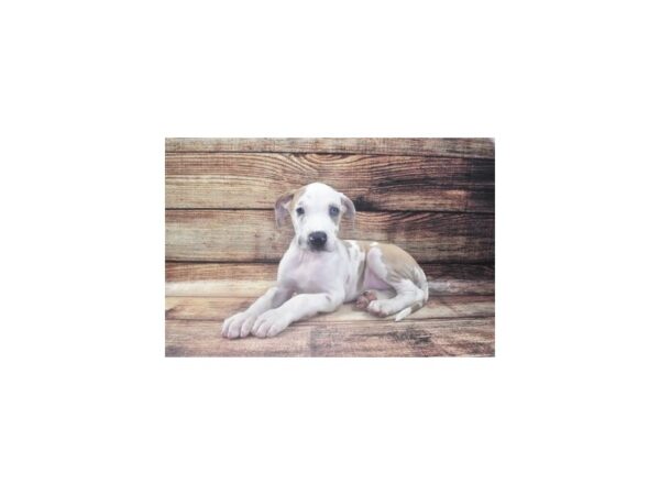 Great Dane-DOG-Male-Fawn-22460-Petland Scottsdale, Arizona