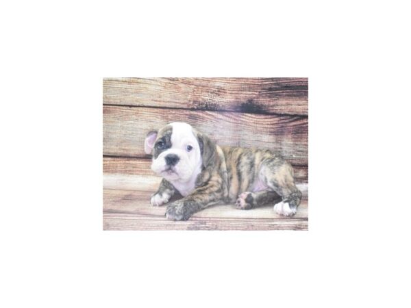 English Bulldog-DOG-Male-Red Brindle and White-22463-Petland Scottsdale, Arizona