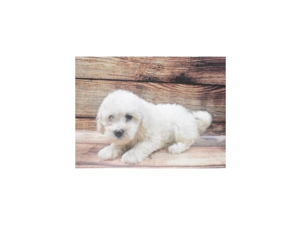 Bichon Frise/Havanese-DOG-Male-Cream-22454-Petland Scottsdale, Arizona