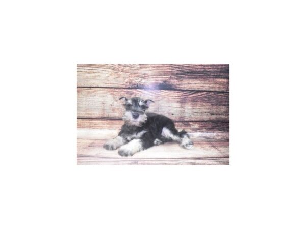 Miniature Schnauzer-DOG-Female-Black and Silver-22461-Petland Scottsdale, Arizona