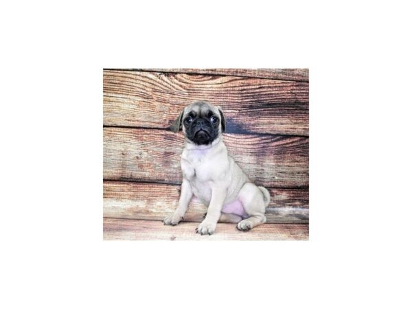 Pug-DOG-Female-Fawn-22458-Petland Scottsdale, Arizona