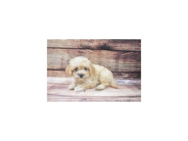F1B Mini Goldendoodle-DOG-Female-Golden-22451-Petland Scottsdale, Arizona