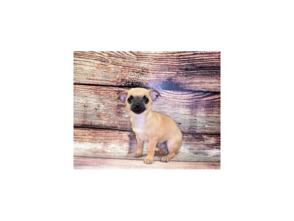 Chihuahua-DOG-Male-Fawn-22465-Petland Scottsdale, Arizona