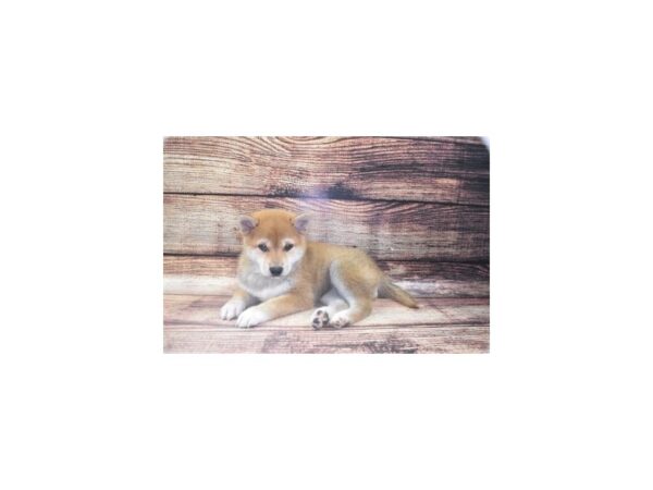 Shiba Inu-DOG-Female-Red-22457-Petland Scottsdale, Arizona