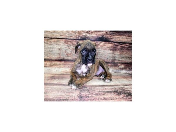 Boxer-DOG-Male-Brindle-22462-Petland Scottsdale, Arizona