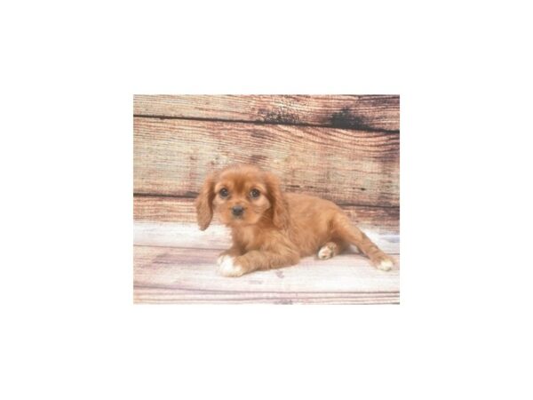 Cavalier King Charles Spaniel-DOG-Female-Ruby-22464-Petland Scottsdale, Arizona