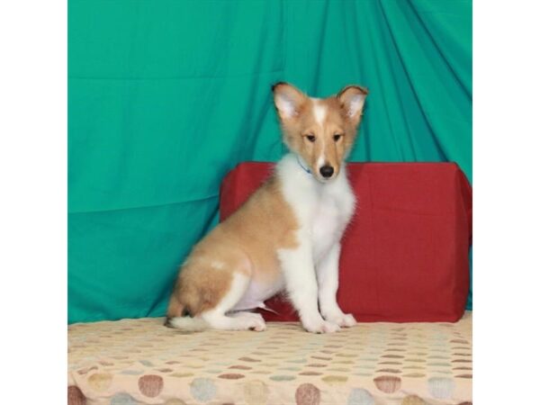 Collie-DOG-Male-Sable / White-22473-Petland Scottsdale, Arizona