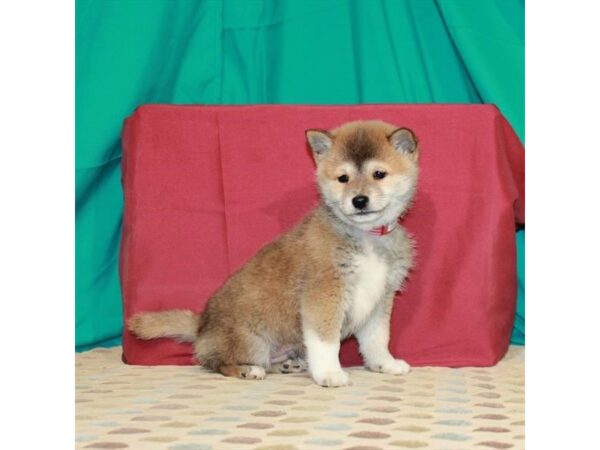 Shiba Inu-DOG-Male-Red Sesame-22471-Petland Scottsdale, Arizona