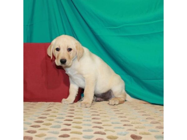 Labrador Retriever-DOG-Male-Yellow-22474-Petland Scottsdale, Arizona