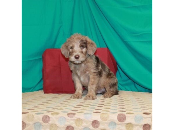Labrador Retriever/Poodle-DOG-Male-Chocolate Merle-22476-Petland Scottsdale, Arizona