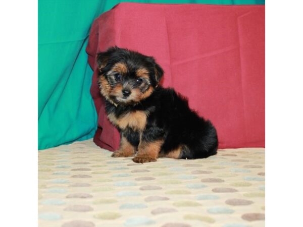 Yorkshire Terrier-DOG-Female-Black / Tan-22472-Petland Scottsdale, Arizona