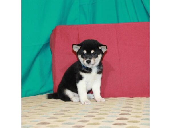 Shiba Inu-DOG-Female-Black / Tan-22516-Petland Scottsdale, Arizona