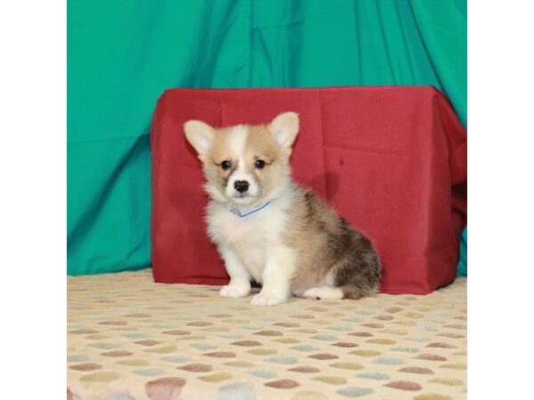 Pembroke Welsh Corgi-DOG-Male-Red Merle-22468-Petland Scottsdale, Arizona