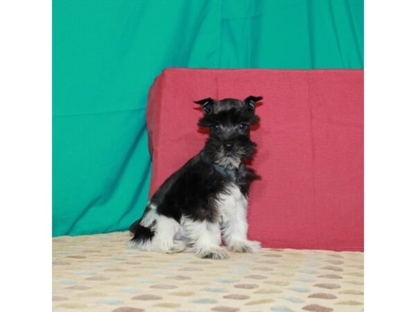 Miniature Schnauzer-DOG-Female-White / Black-22467-Petland Scottsdale, Arizona