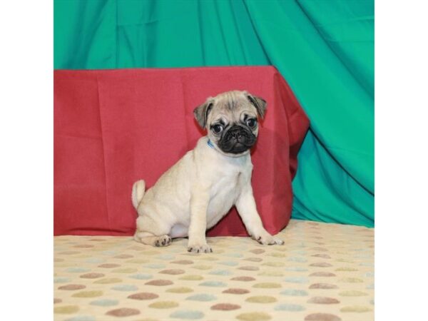 Pug-DOG-Female-Fawn-22469-Petland Scottsdale, Arizona