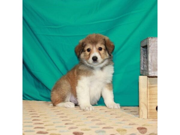 Border Collie/Great Pyrenees-DOG-Female-Sable-22475-Petland Scottsdale, Arizona