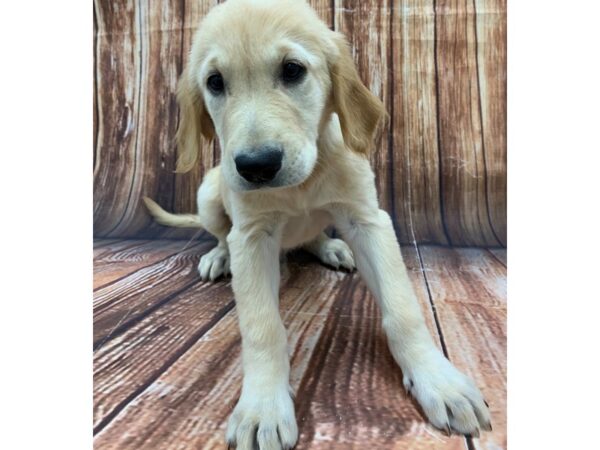 Golden Retriever-DOG-Male-Golden-22488-Petland Scottsdale, Arizona