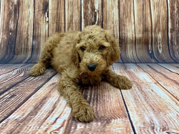 F1B Goldendoodle-DOG-Male-Golden-22487-Petland Scottsdale, Arizona