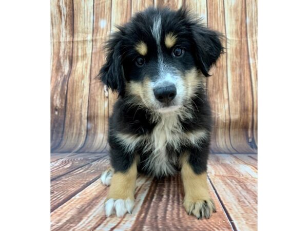Miniature Australian Shepherd-DOG-Male-TRI-COLOR-22486-Petland Scottsdale, Arizona