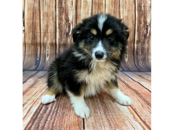 Miniature Australian Shepherd-DOG-Female-TRI-COLOR-22485-Petland Scottsdale, Arizona