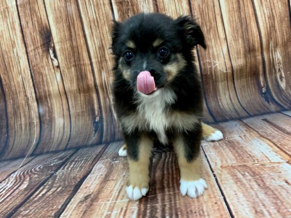 Miniature Australian Shepherd-DOG-Female-TRI-COLOR-22484-Petland Scottsdale, Arizona