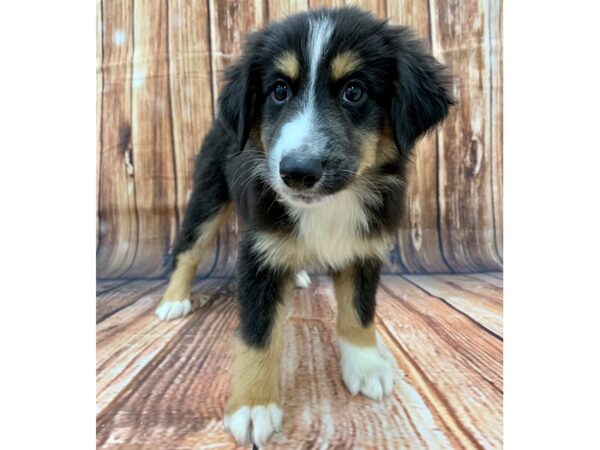 Miniature Australian Shepherd-DOG-Female-TRI-COLOR-22483-Petland Scottsdale, Arizona