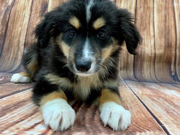 Miniature Australian Shepherd-DOG-Female-TRI-COLOR-22482-Petland Scottsdale, Arizona