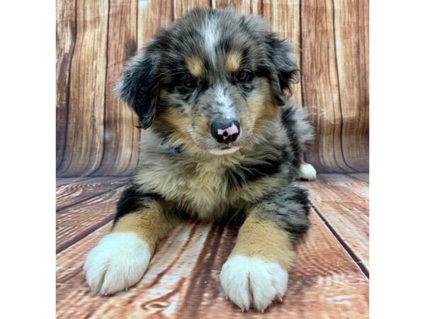 Miniature Australian Shepherd-DOG-Male-BLUE MERLE-22481-Petland Scottsdale, Arizona