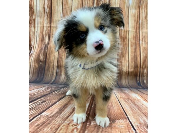 Miniature Australian Shepherd-DOG-Male-BLUE MERLE-22480-Petland Scottsdale, Arizona