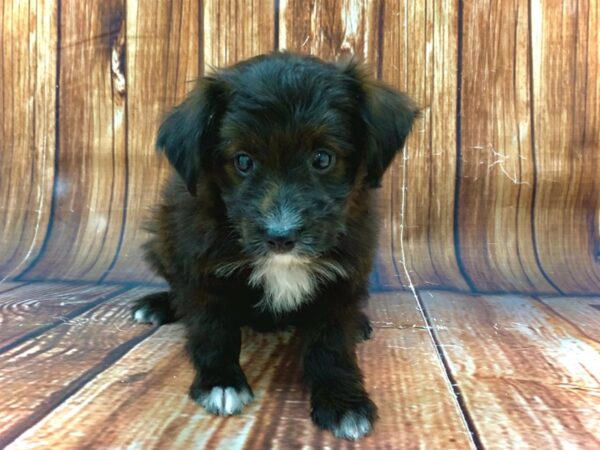 Miniature Australian Shepherd/Poodle-DOG-Female--22479-Petland Scottsdale, Arizona