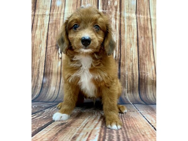 Miniature Australian Shepherd/Poodle-DOG-Male--22477-Petland Scottsdale, Arizona