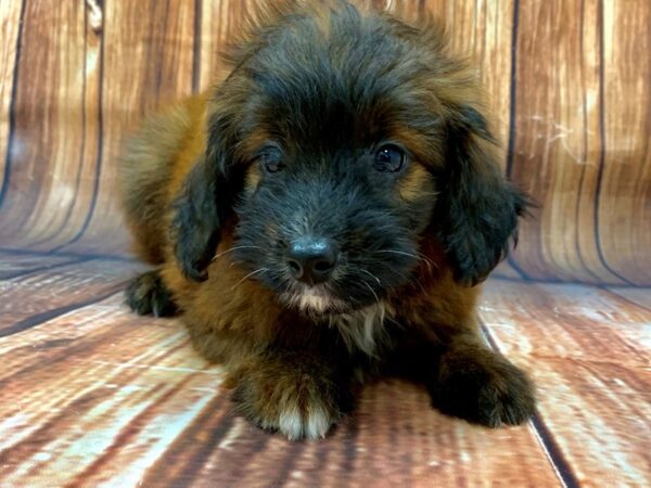 Miniature Australian Shepherd/Poodle-DOG-Male--22478-Petland Scottsdale, Arizona