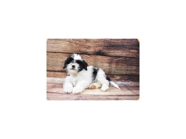 Lhasa Apso-DOG-Female-Black-22496-Petland Scottsdale, Arizona