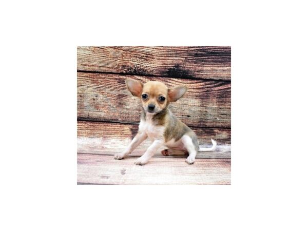 Chihuahua-DOG-Female-Fawn-22494-Petland Scottsdale, Arizona