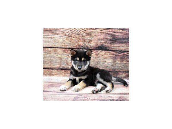 Shiba Inu-DOG-Male-Black and Tan-22501-Petland Scottsdale, Arizona