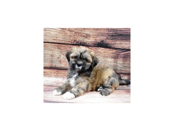 Lhasa Apso-DOG-Male-Golden-22497-Petland Scottsdale, Arizona