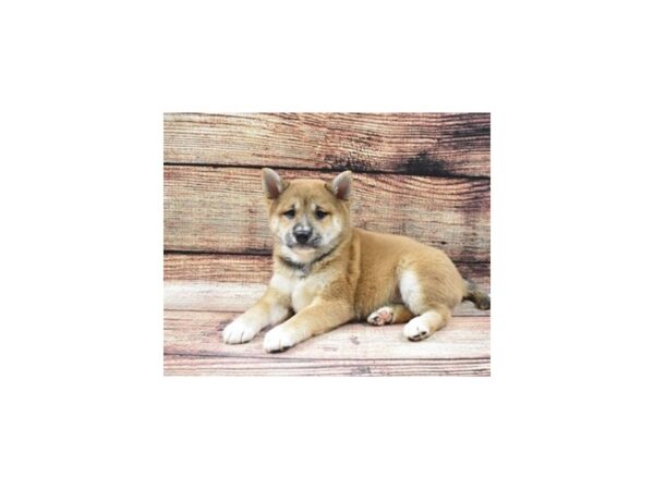 Shiba Inu-DOG-Female-Red-22499-Petland Scottsdale, Arizona
