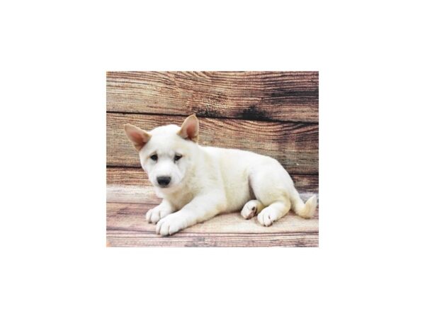 Shiba Inu-DOG-Male-Cream-22500-Petland Scottsdale, Arizona