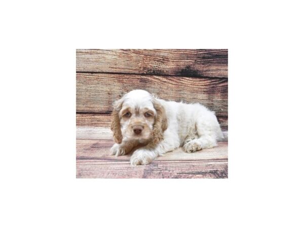 Cocker Spaniel-DOG-Male-Buff and White-22495-Petland Scottsdale, Arizona