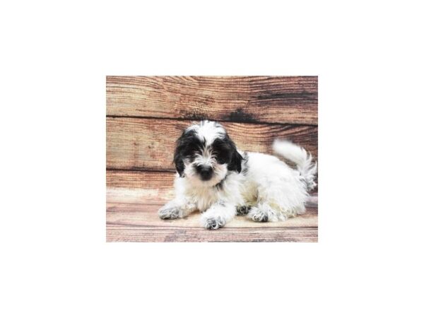 Bichon Frise/Shih Tzu-DOG-Male-Black Gold and White-22504-Petland Scottsdale, Arizona